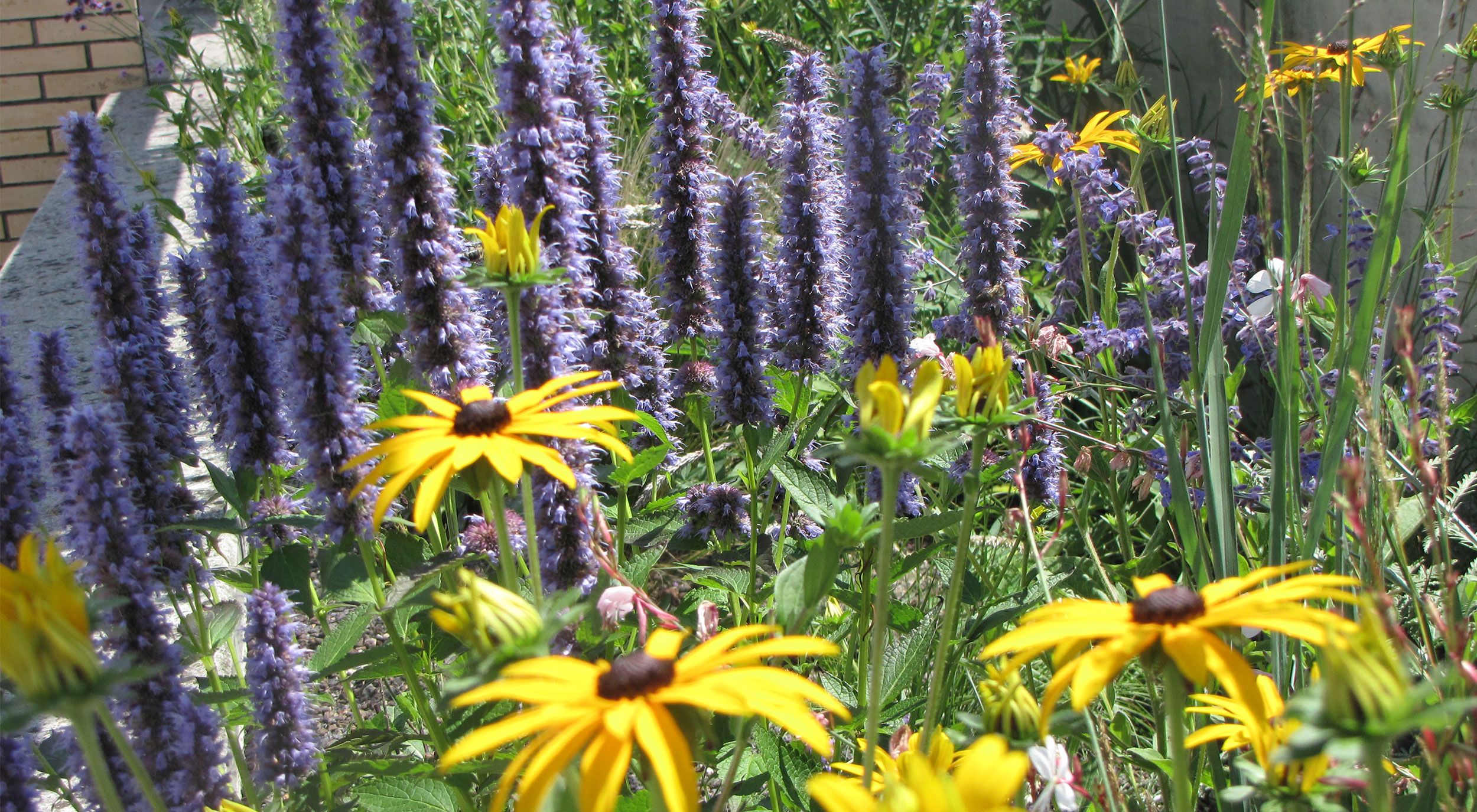 Home - Phoenix-Garten - Gartenbau Muttenz